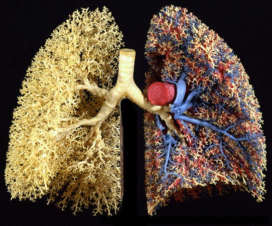 Fraktale w naturze - ciało człowieka / płuca